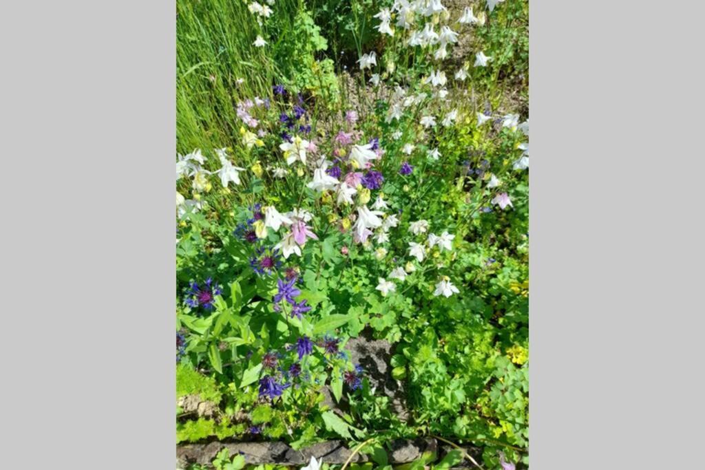 Hinter Burg, Haus Mit Garten Mayen Exteriér fotografie